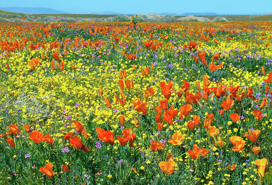 California Wildflowers Photograph - California Wildflower Super Bloom by Ram Vasudev