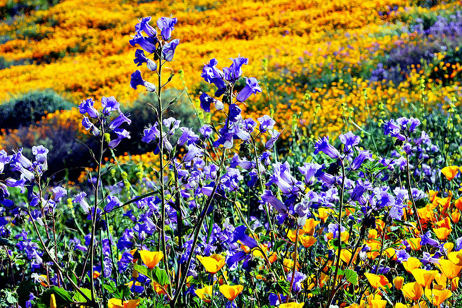 California Wildflowers Photograph by Glenn McCarthy Art and Photography
