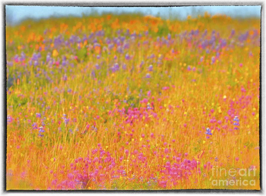California Wildflowers No. 1 Redux Photograph by Gus McCrea