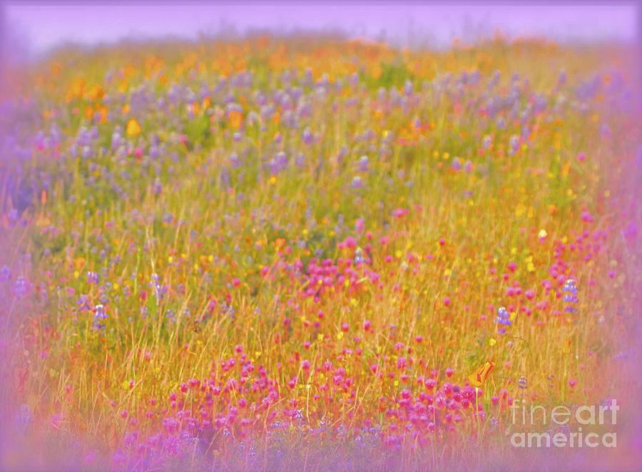 California Wildflowers No.1 for Annie Photograph by Gus McCrea