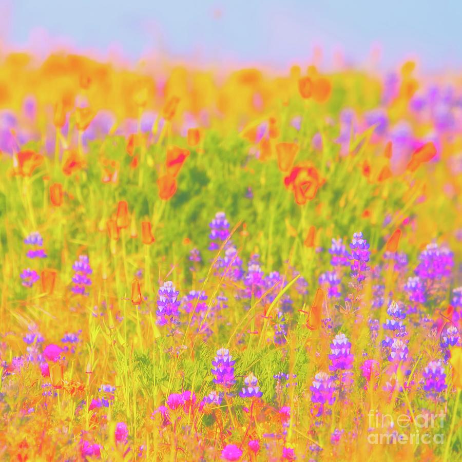 California Wildflowers Number 4 Photograph by Gus McCrea