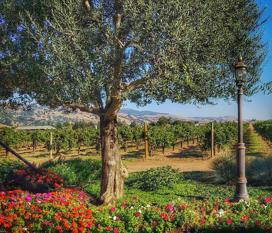 California Wine Country Photograph by Mary Capriole