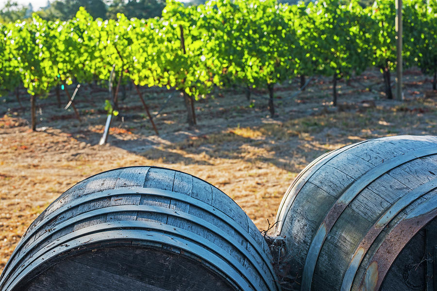 California Wine Country Wine Barrels Sonoma Valley Photograph by Toby McGuire