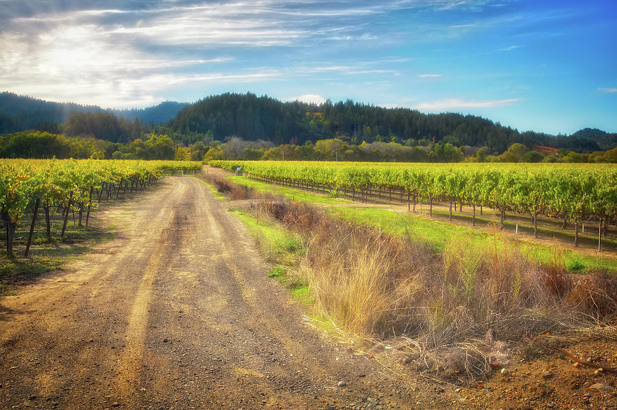 California Wine County Road- Sonoma Photograph by Jennifer Rondinelli Reilly - Fine Art Photography