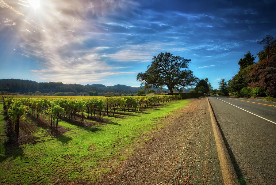 California Wine County Road- Sonoma Vineyard and Lone Oak Tree Photograph by Jennifer Rondinelli Reilly - Fine Art Photography