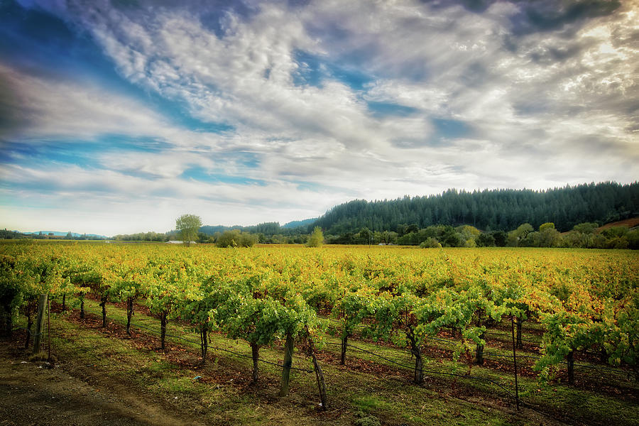 California Wine County - Sonoma #2 Photograph by Jennifer Rondinelli Reilly - Fine Art Photography