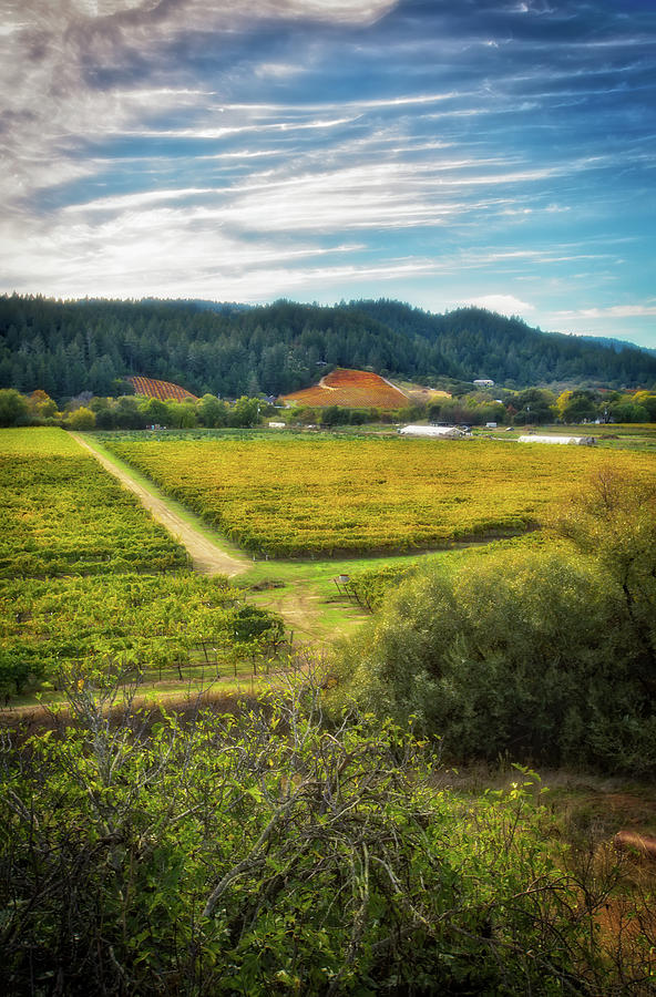 California Wine County - Sonoma #3 Photograph by Jennifer Rondinelli Reilly - Fine Art Photography