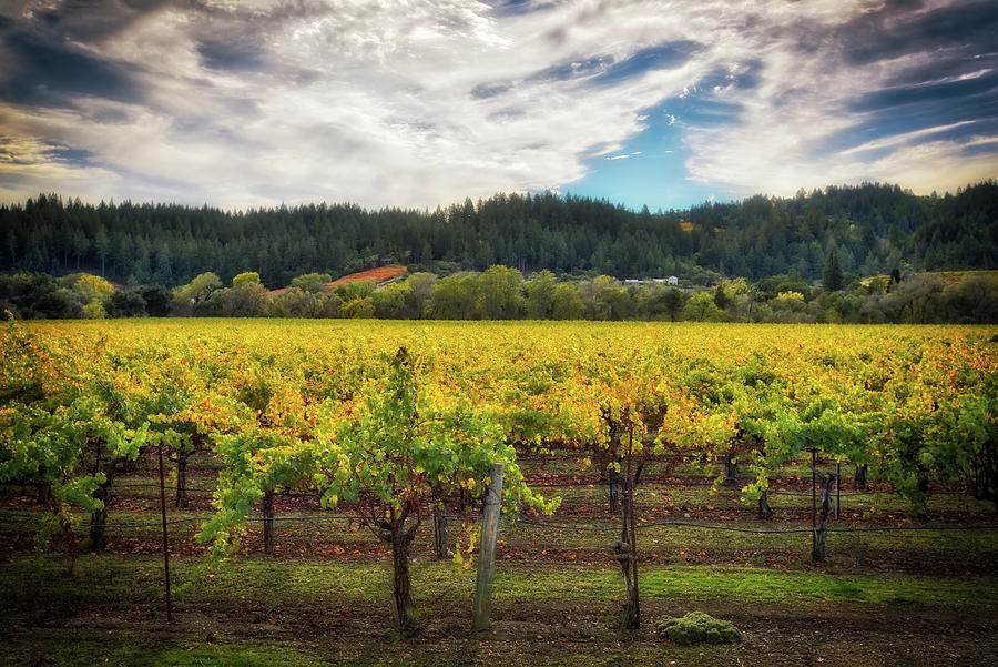California Wine County - Sonoma Photograph by Jennifer Rondinelli Reilly - Fine Art Photography