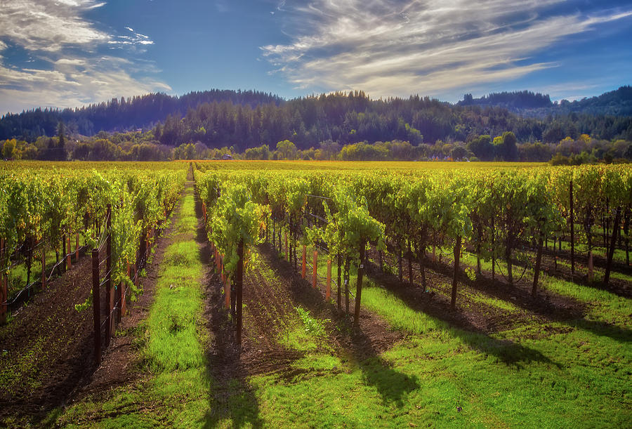 California Wine County - Sonoma Vineyard #6 Photograph by Jennifer Rondinelli Reilly - Fine Art Photography