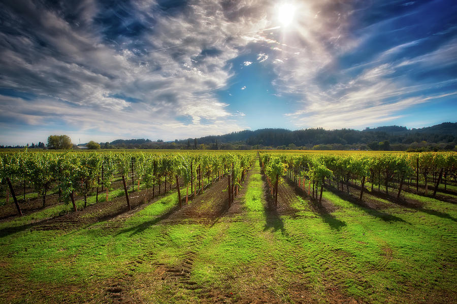 California Wine County - Sonoma Vineyard #8 Photograph by Jennifer Rondinelli Reilly - Fine Art Photography