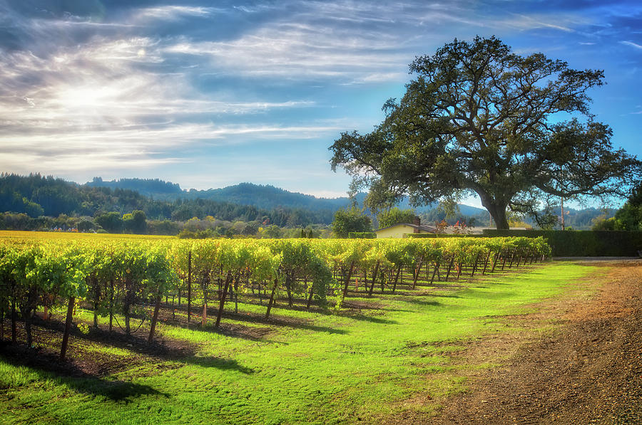 California Wine County - Sonoma Vineyard and Lone Oak Tree Photograph by Jennifer Rondinelli Reilly - Fine Art Photography