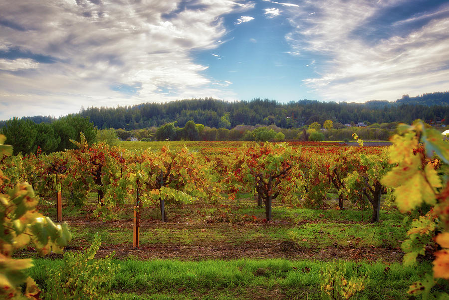 California Wine County - Sonoma Vineyard Photograph by Jennifer Rondinelli Reilly - Fine Art Photography