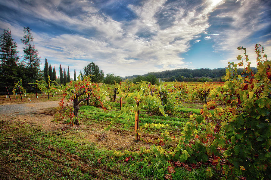 California Wine County - Sonoma Vineyards #3 Photograph by Jennifer Rondinelli Reilly - Fine Art Photography