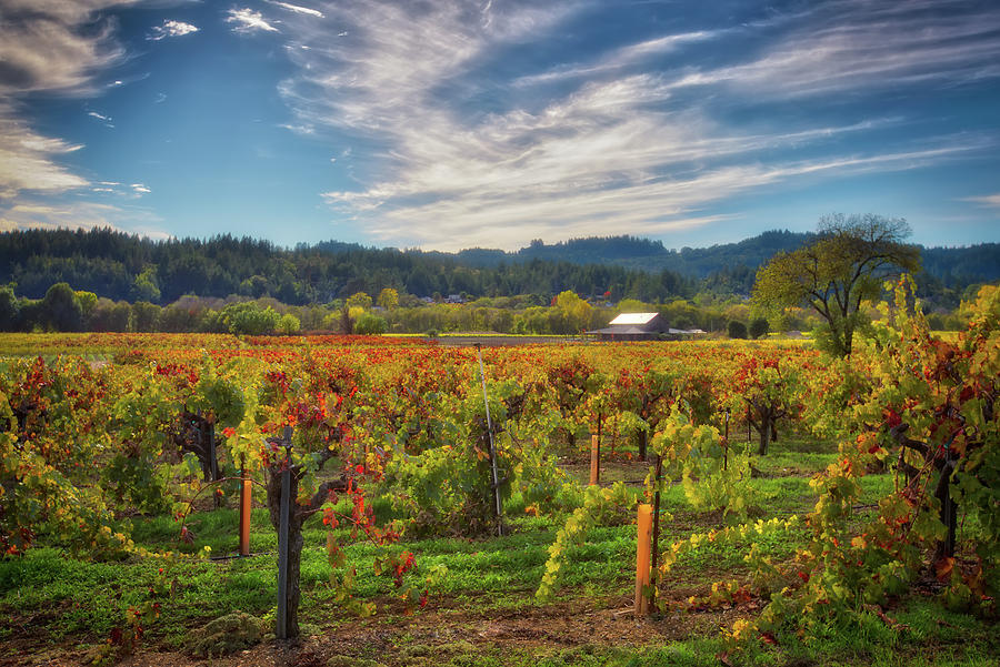 California Wine County - Sonoma Vineyards #4 Photograph by Jennifer Rondinelli Reilly - Fine Art Photography