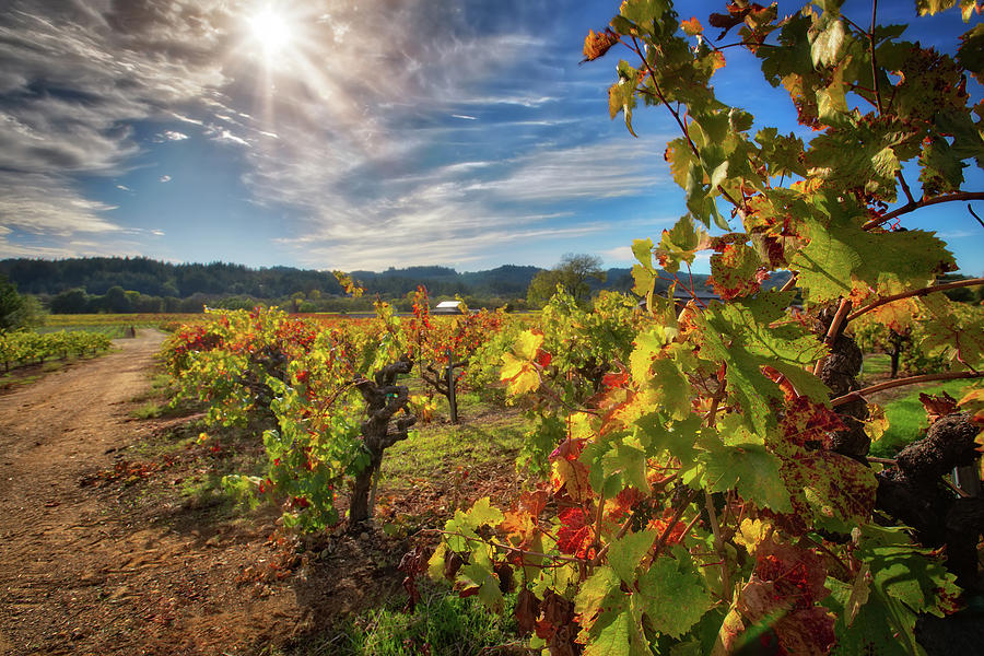 California Wine County - Sonoma Vineyards #5 Photograph by Jennifer Rondinelli Reilly - Fine Art Photography