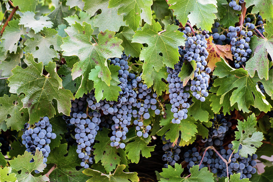 Californian 2025 wine grape