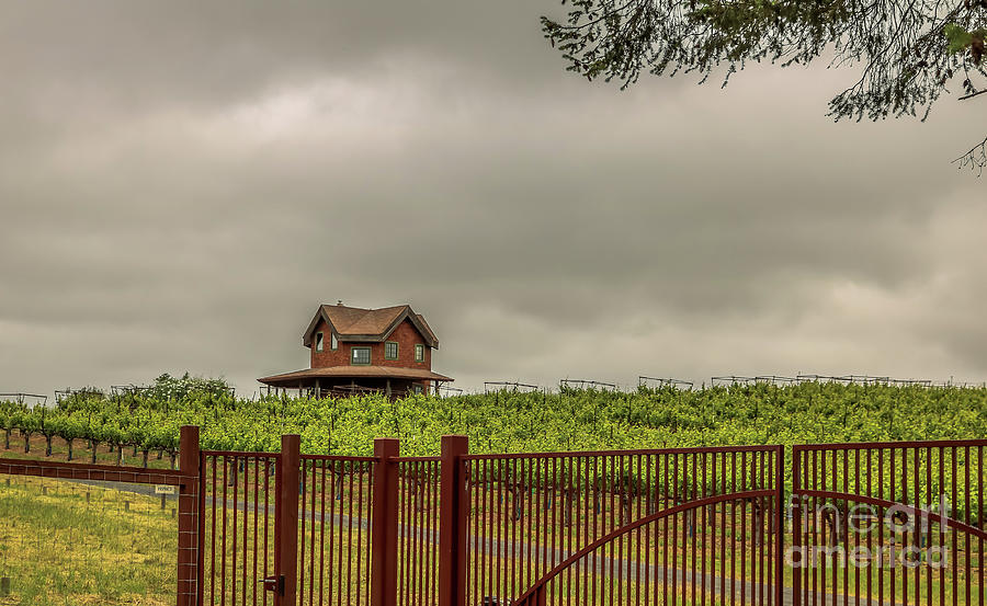 California winery Photograph by Claudia M Photography