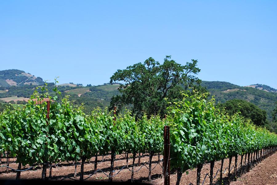 Tree Photograph - California Winery Grape Vine View by Matt Quest