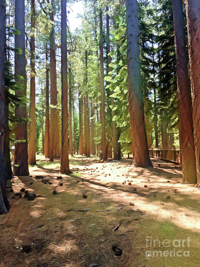 Tree Digital Art - California Woods by Jackie MacNair
