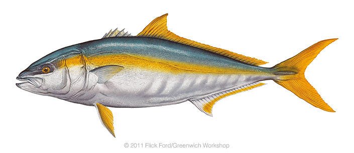 yellowtail painting