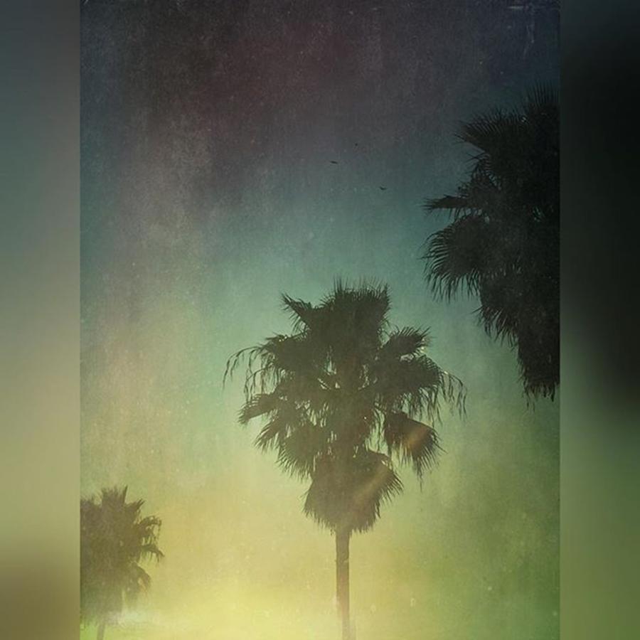 #californiadreaming #iphone6 #palmtrees Photograph by Joan McCool