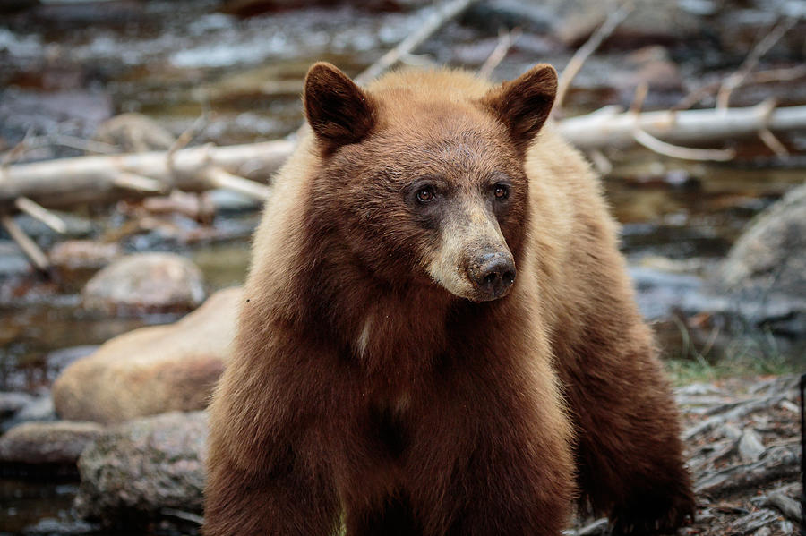 Californian Cinnamon Bear  Photograph by Duncan Selby
