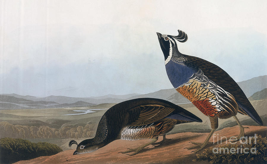 Californian Partridge Drawing by John James Audubon