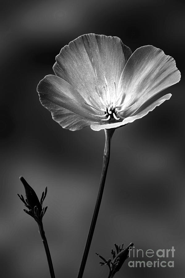Poppy Photograph - Californian Poppy by John Edwards