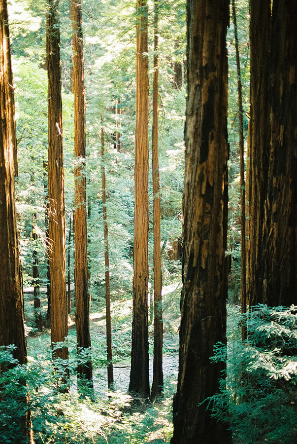 Californian Redwoods Photograph by CJ Eklund - Pixels