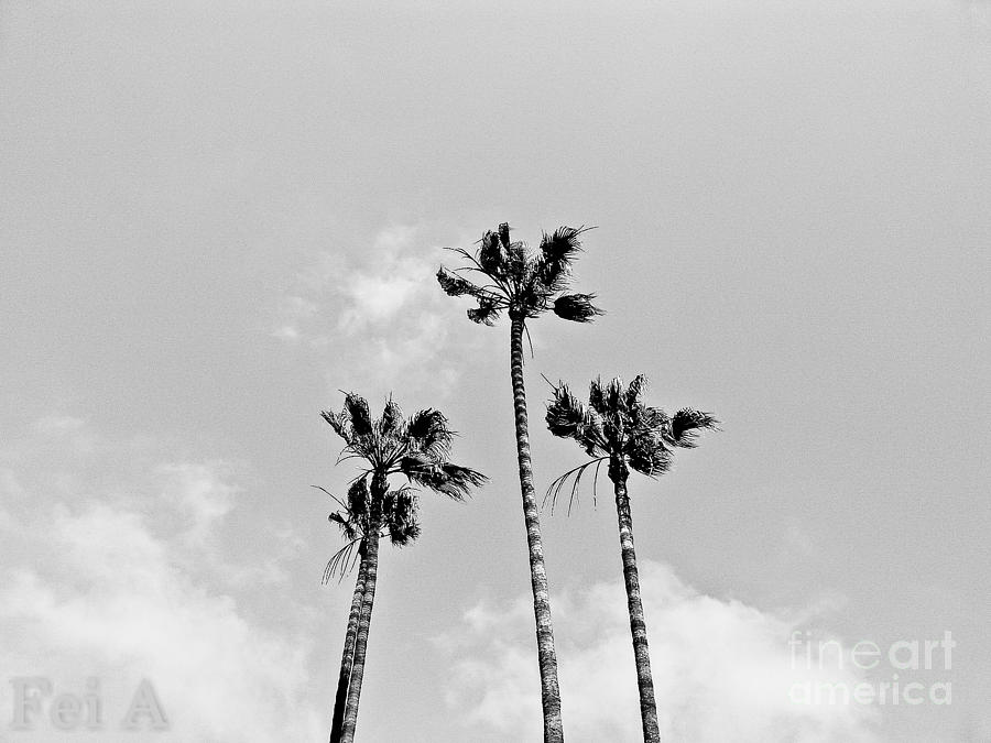 Californian Sky Photograph by Fei A