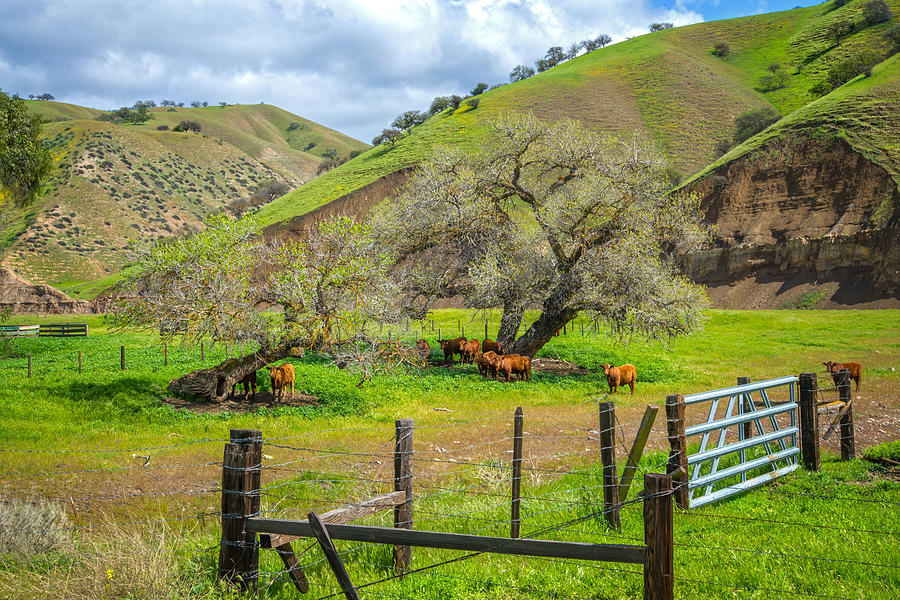Californias Cow Country Photograph by Lynn Bauer