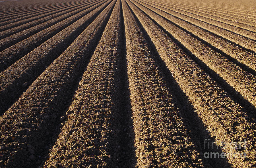 Farm Photograph - Califronia, View by Larry Dale Gordon - Printscapes