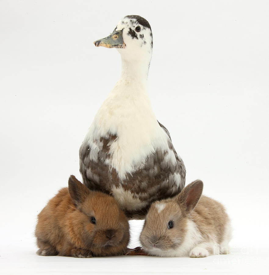 Call Duck And Baby Netherland Photograph by Mark Taylor