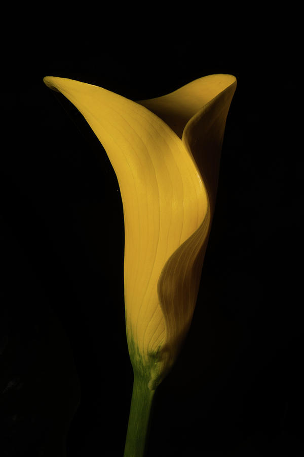 Call Lily II Photograph by Paul Freidlund