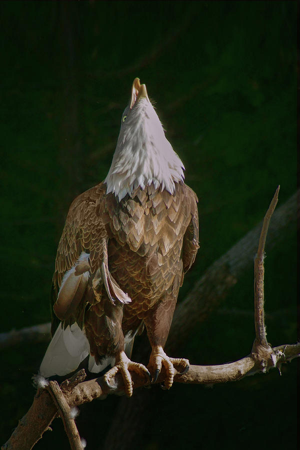 Call of the Eagle Photograph by Nikolyn McDonald