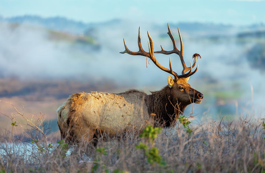 Call Of The Elk Photograph