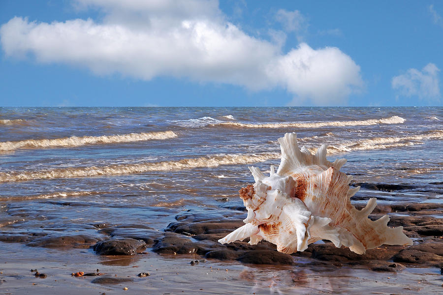 Call Of The Ocean - Murex Seashell Photograph by Gill Billington