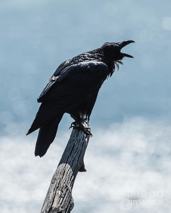 Call of the Raven Photograph by Steven Natanson