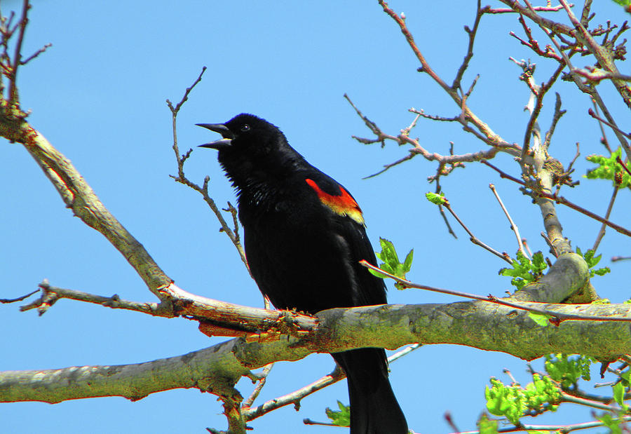 Call Of The Red-winged Blackbird Photograph