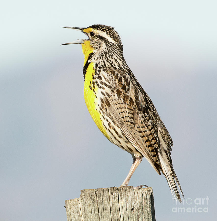 Call of the Wild ... Western Meadowlark Photograph by Dennis Hammer