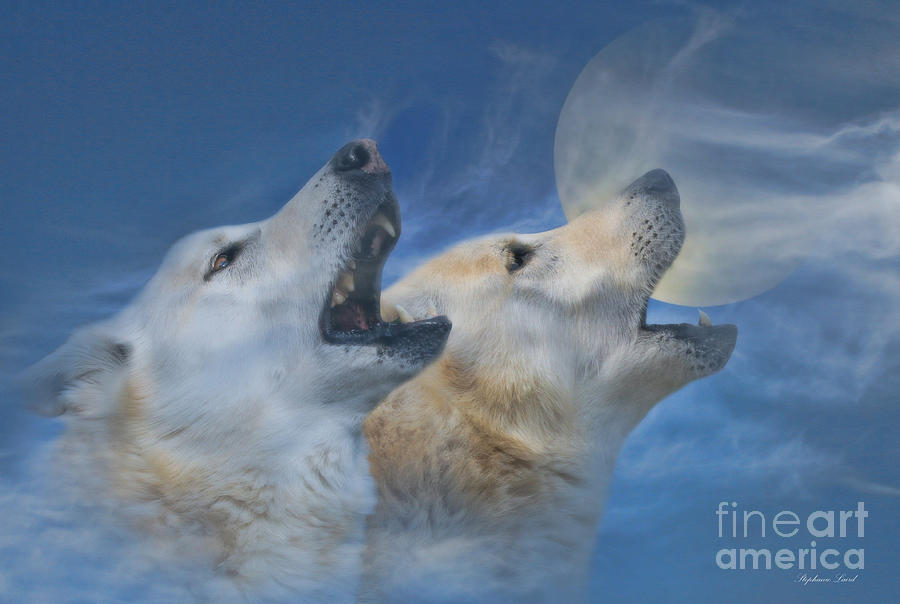 Wolves Photograph - Call of the Wild by Stephanie Laird