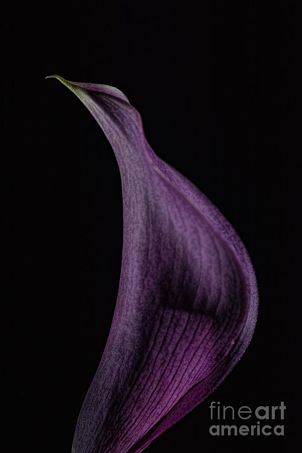 Calla 1 Photograph by Steve Purnell