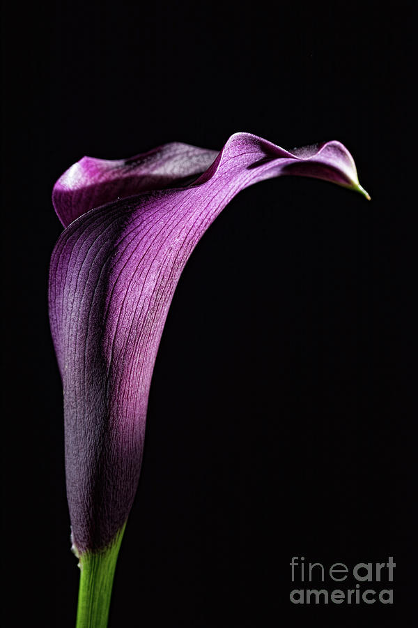 Lily Photograph - Calla 2 by Steve Purnell