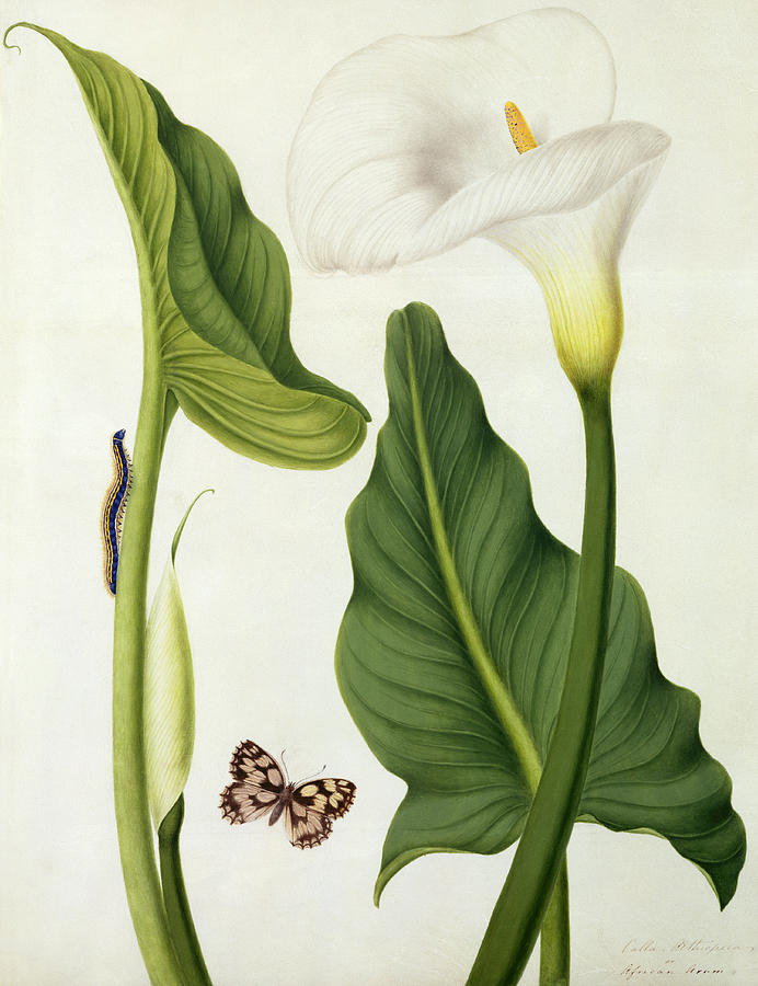 Butterfly Painting - Calla Aethiopica with Butterfly and Caterpillar  by Matilda Conyers