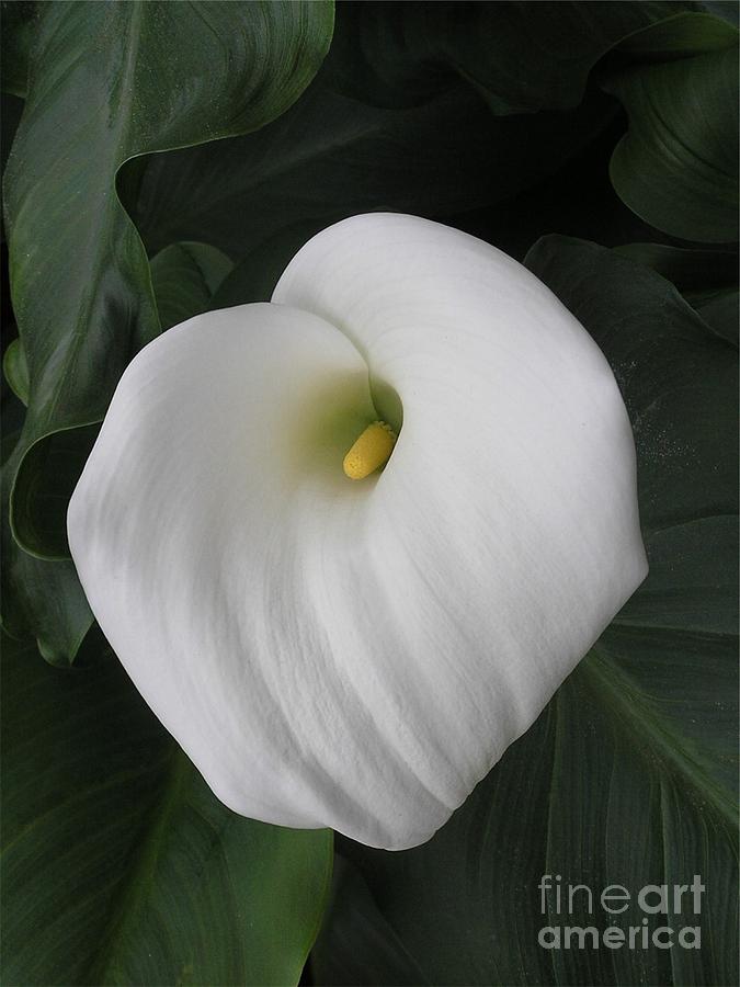 Calla Ethereal Photograph by Anne Ditmars