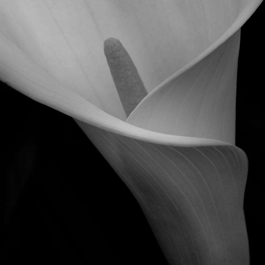 Calla Blossom Tight Crop Photograph by Alexander Fedin