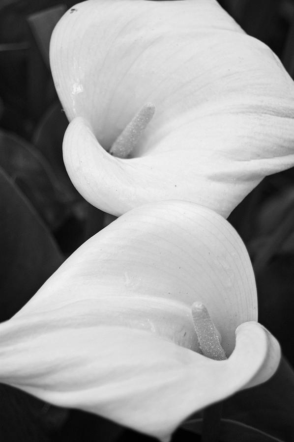 Calla BW II Photograph by Jean Booth