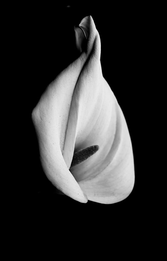 Lily Photograph - Calla Challenge in Black and White by Venetia Featherstone-Witty