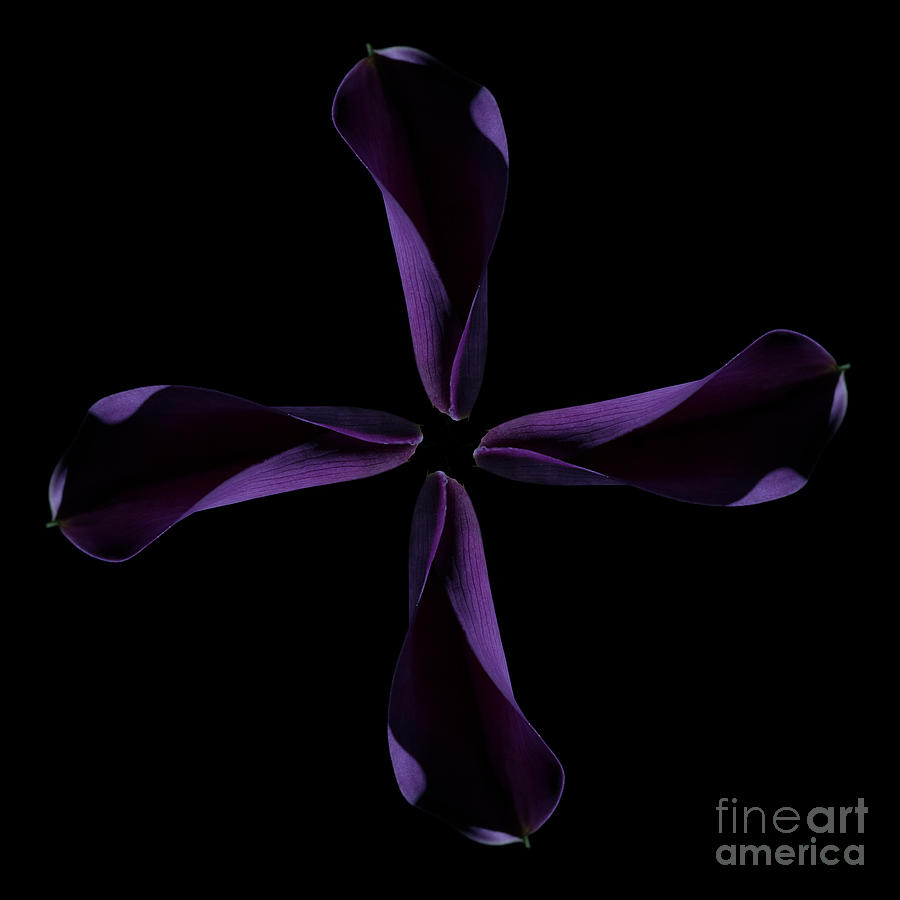 Lily Photograph - Calla Cross by Steve Purnell