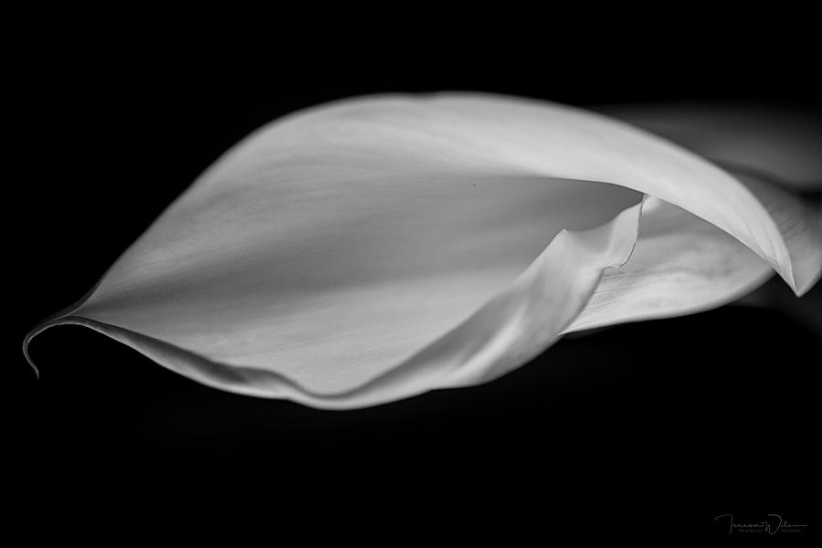 Calla Curl in Black and White Photograph by Teresa Wilson